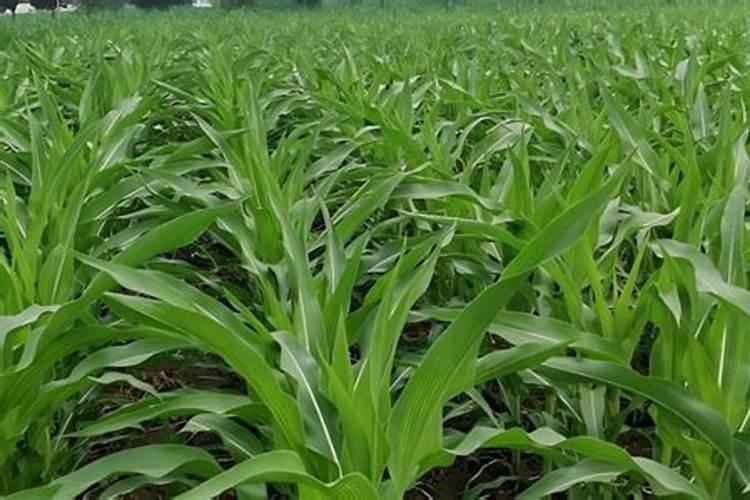 什么可以代替化肥;化肥和肥料有什么区别