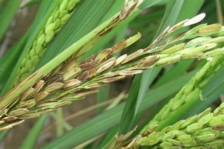 水稻需不需要施硼肥跟硅肥？