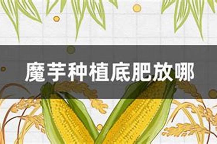 种魔芋用什么肥料