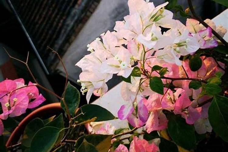 三角梅施肥什么肥最好 三角梅缺铁黄叶怎么追肥