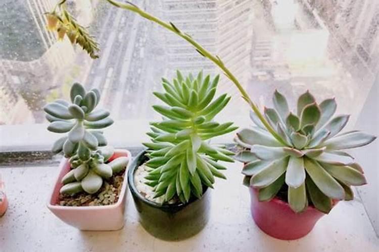 多肉植物如何施肥,多肉植物肥料自制方法