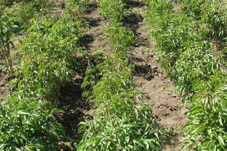 芍药的栽培周期是多少