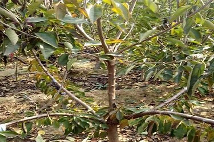 樱桃施什么肥料好？樱桃怎样让果实快速膨大？樱桃叶面肥用金泰靓