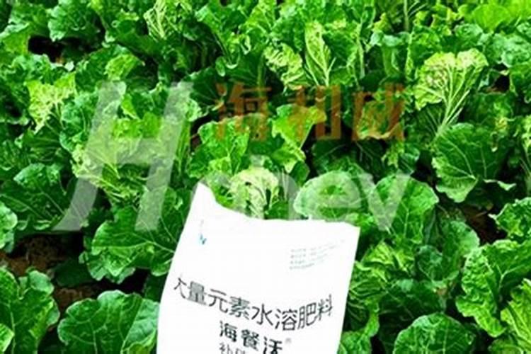 黄瓜水溶肥厂家怎么选？黄瓜增产小技巧!