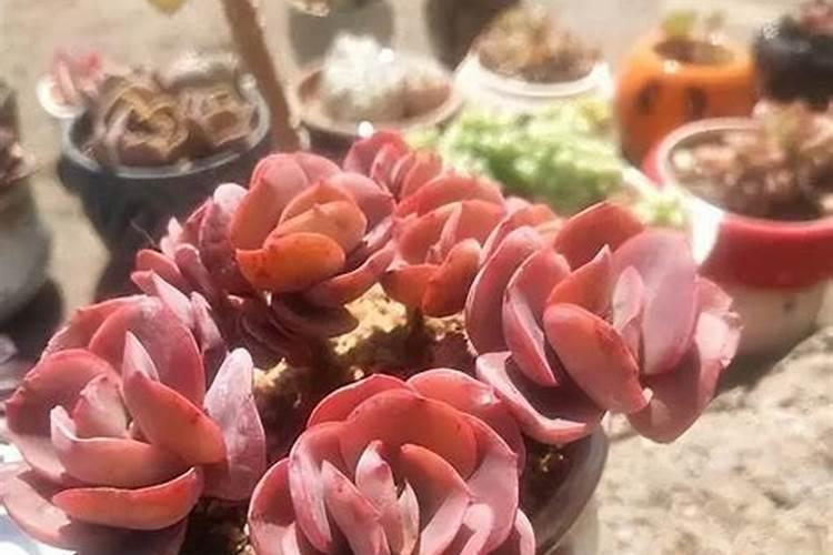 多肉植物能喷磷钾肥吗