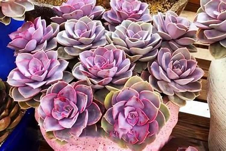 磷肥可以养多肉吗