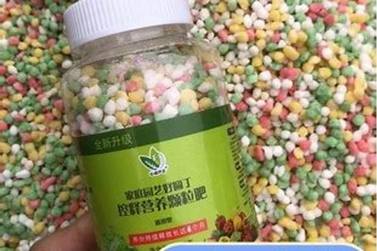 多肉施肥用什么肥料 常见的肥料有哪些