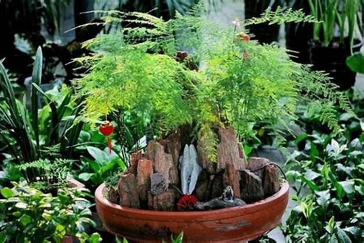 花卉多久施一次肥 花卉肥料使用周期是多久？