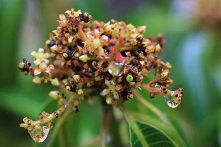 豌豆几天浇一次水