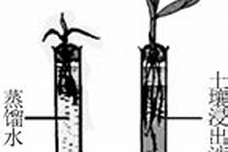 发芽了的火龙果能吃吗