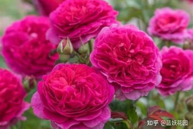 月季水大闷根的表现(月季花水多烂根闷根处理方法)