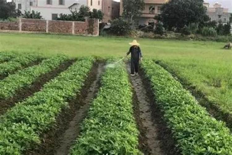 夸胖媳妇旺夫顺口溜