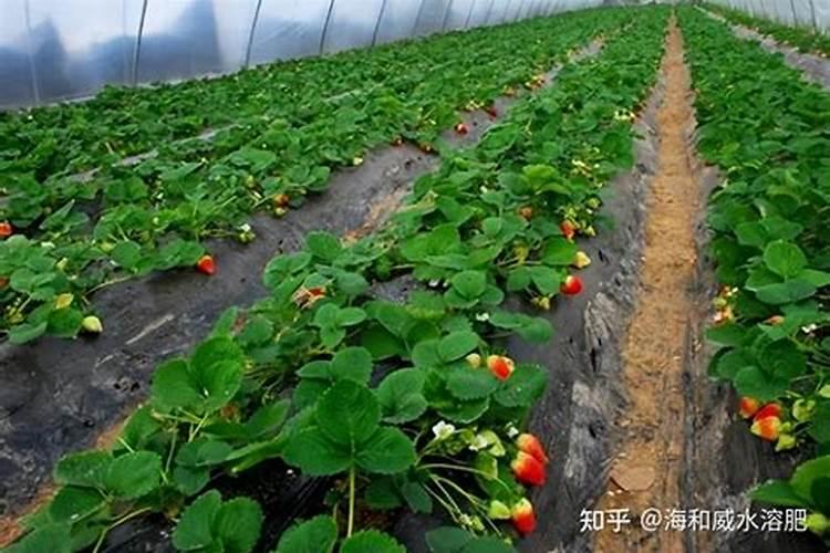 草莓生根养根用什么肥