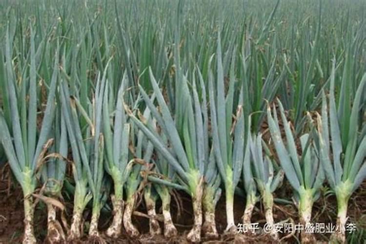 种葱用什么肥料好 大家可以试一下