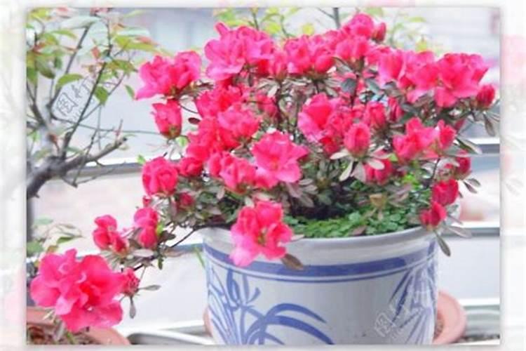 杜鹃花什么时候施肥