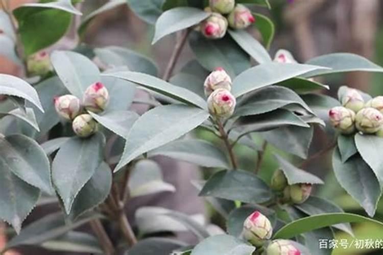 茶花夏天怎么养 这样养绝对爆棚