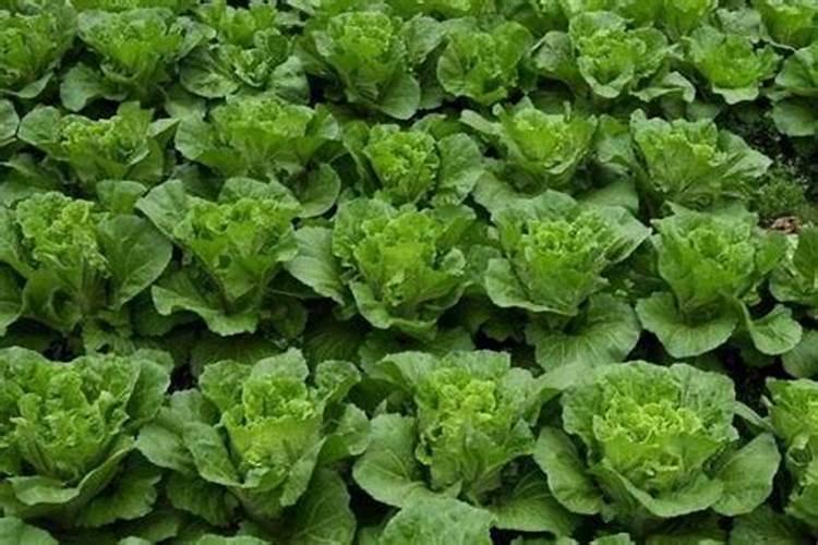 种白菜用玉米复合肥可以吗