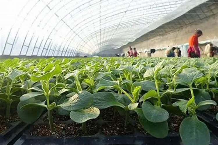 菜饼肥属于什么肥