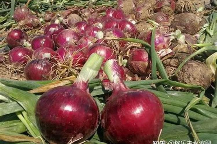 洋葱施什么肥生长最快