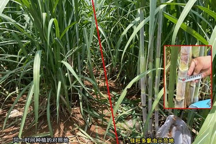 玉米肥料配方28–6–6