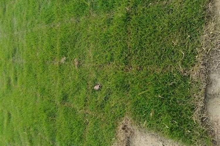 草坪施肥有哪些注意事项？