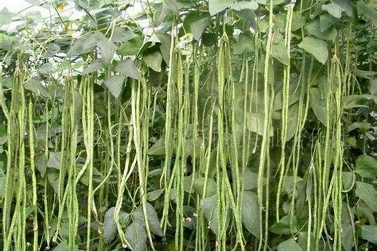 豆角用什么肥料效果好
