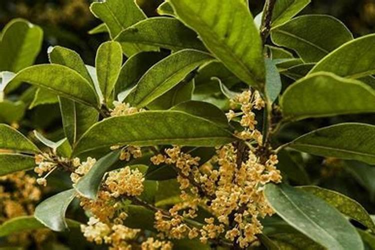 桂花叶子干枯怎么解决？