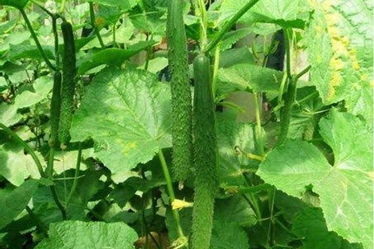 韭菜可以用人尿施肥吗(韭菜追肥用草木灰还是人尿好)