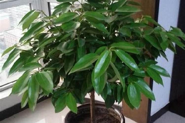 平安树施什么肥平安树怎么施肥