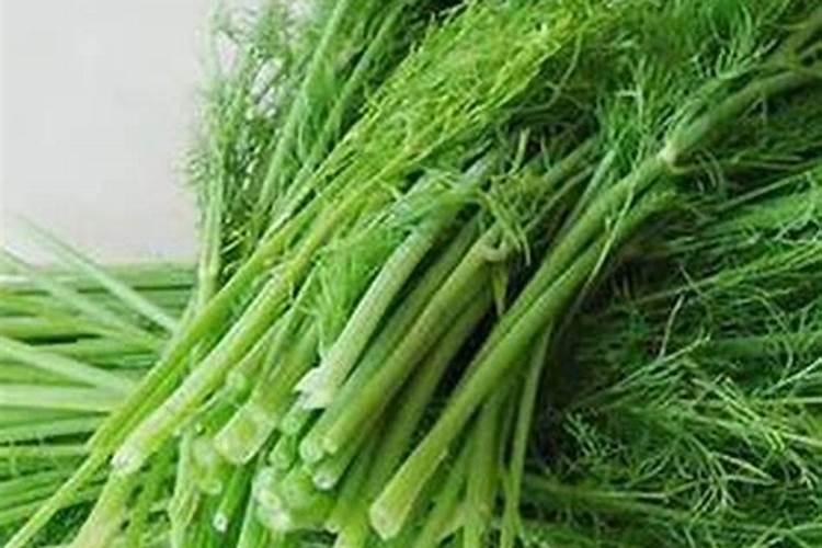 鱼蛋白肥料哪个品牌好