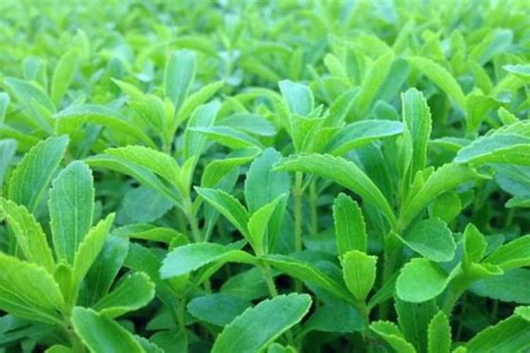 草莓移栽后怎么浇水