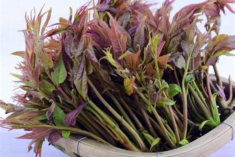 香椿树如何过冬