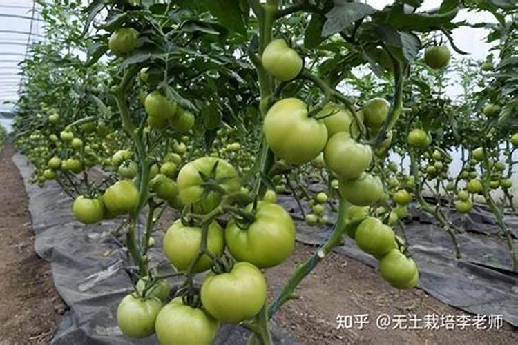 冲什么肥能让西红柿叶片油亮