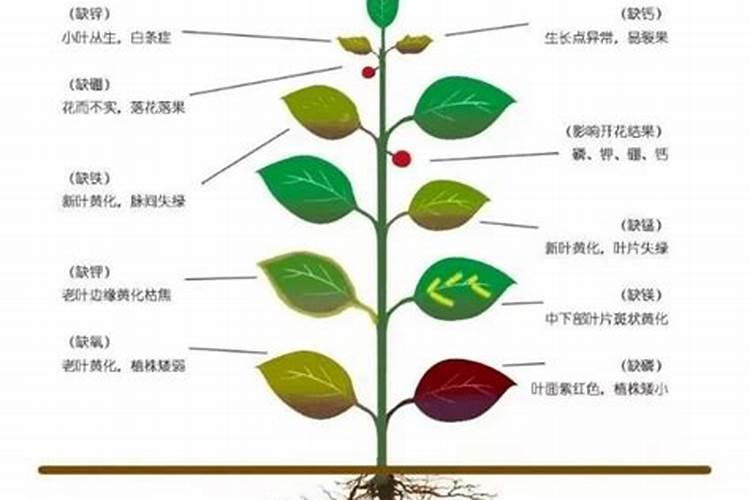 微量元素肥料的使用方法是什么