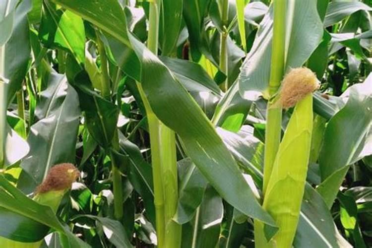 钙肥是什么肥料