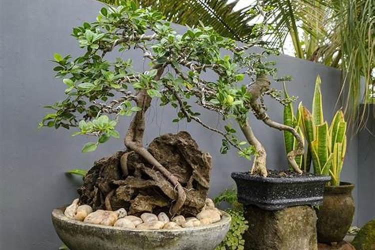 核桃树叶子干枯应补充什么肥料