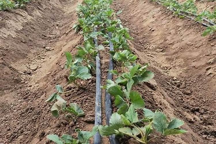 立秋后草莓如何施肥,施肥注意事项