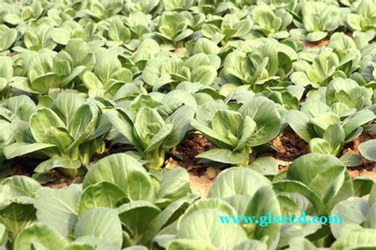 江西农用肥木醋液厂家