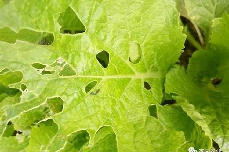 7一8月种菜的正确方法