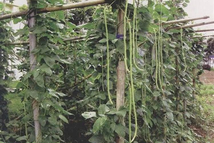 豇豆最合适的施肥时间 豇豆什么时候施肥