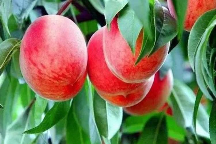 桃树追什么肥料 桃树追肥时期在什么时候