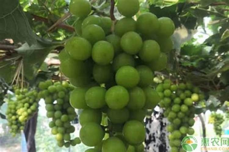 移植果树如何管理？果树开花时需要施什么肥？