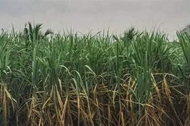 如何正确施用钾肥？