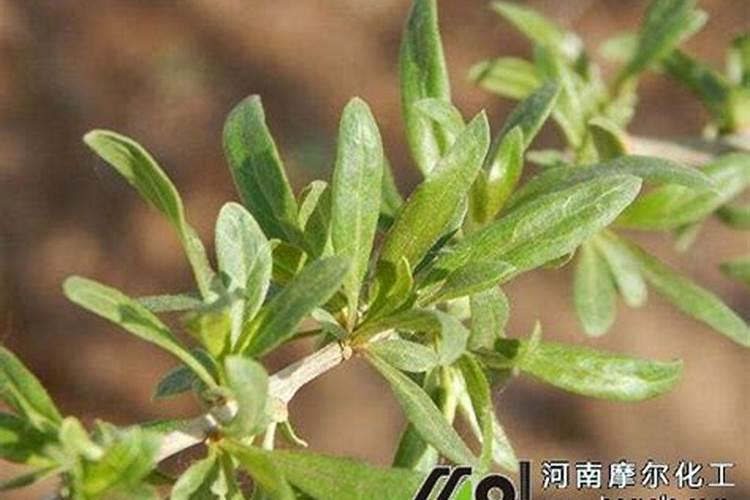 枸杞树夏季落叶后不发芽什么原因？