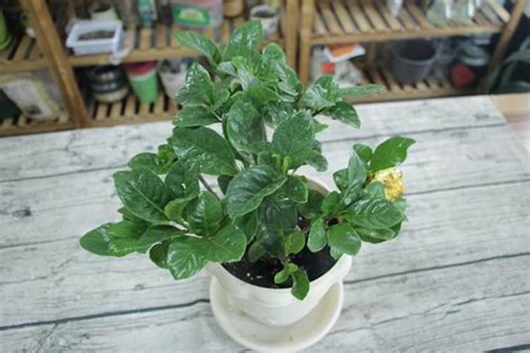 玉米几个叶喷叶面肥