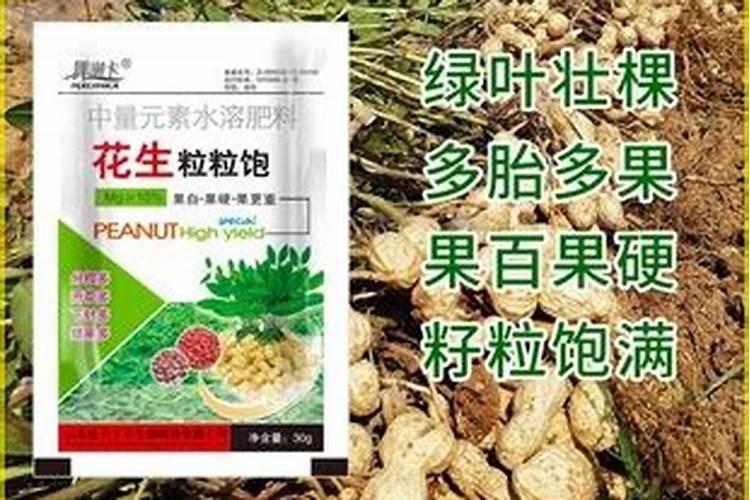 花生膨大粒粒饱是真的吗