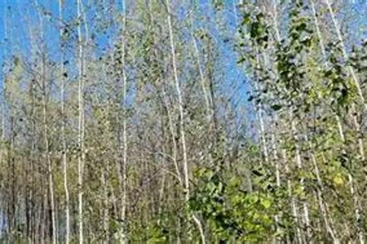 两年的杨树怎么施肥