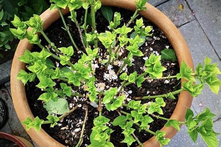 简易水肥一体化具体操作流程,成本不足500元