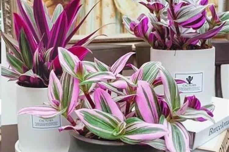 牡丹吊兰施什么肥 牡丹吊兰怎么施肥