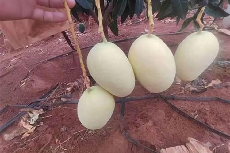 桂七芒果种植几年挂果 桂七芒果的种植时间